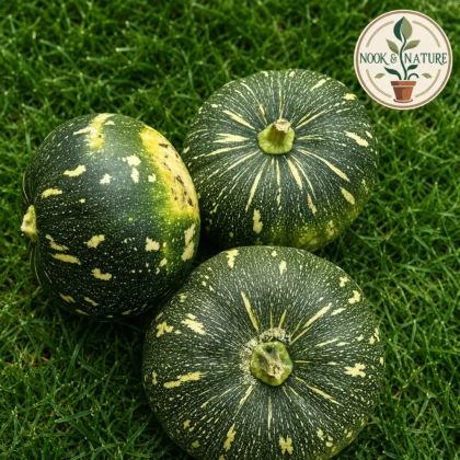 Pumpkin Round Hybrid