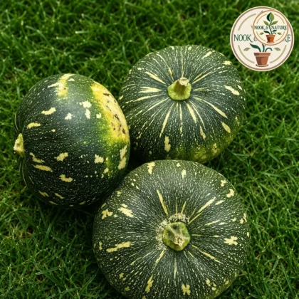 Pumpkin Round Hybrid