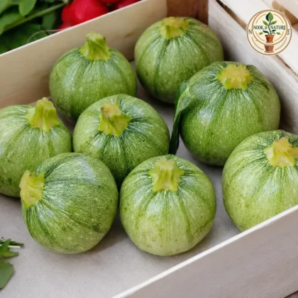 Summer Squash Hybrid