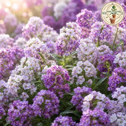 Alyssum Maritimum “Royal” Carpet Blue Seeds - Nook & Nature