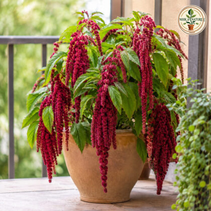 Amaranthus - Love Lie Bedding Flower Seeds