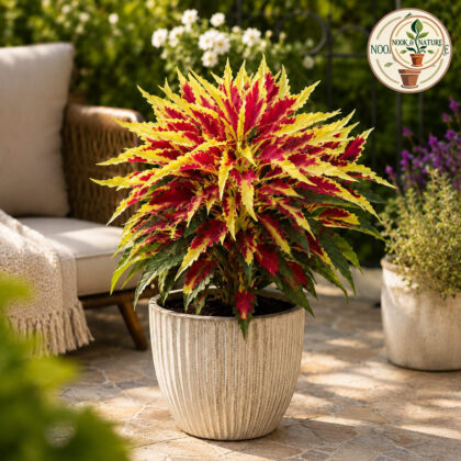 Amaranthus Tri-Colour Flower Seeds