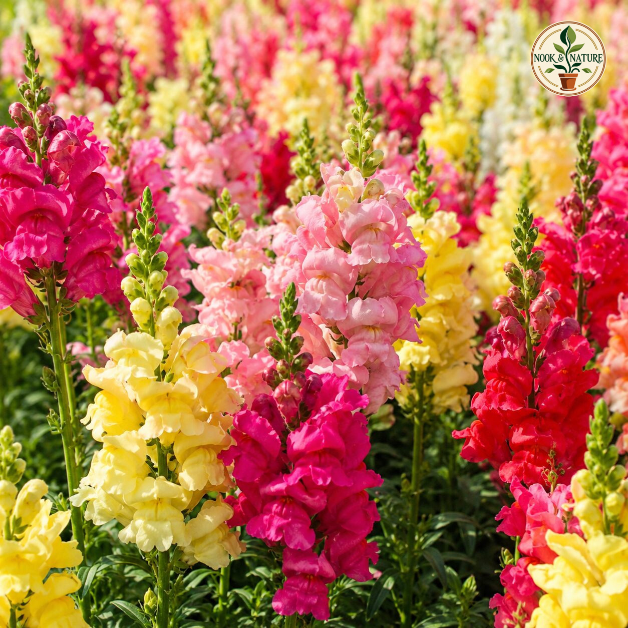 Anthurium – Snap Dragon Flower Seeds - Nook & Nature