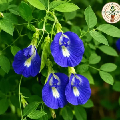 Aparajita / Blue Pea Flower - Nook & Nature