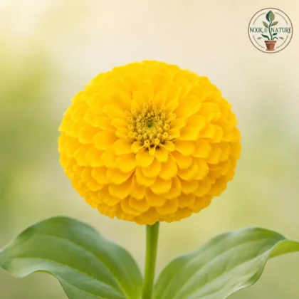 Zinnia Yellow Flower