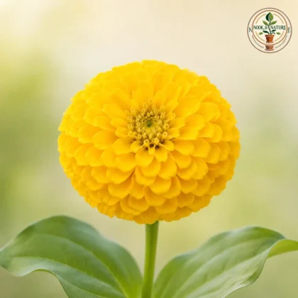 Zinnia Yellow Flower