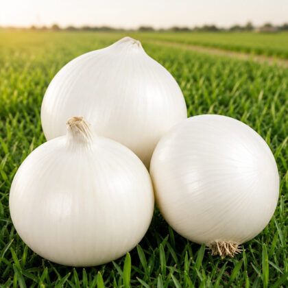 ONION WHITE GLOBE