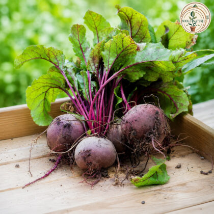 BEET ROOT - Nook & Nature