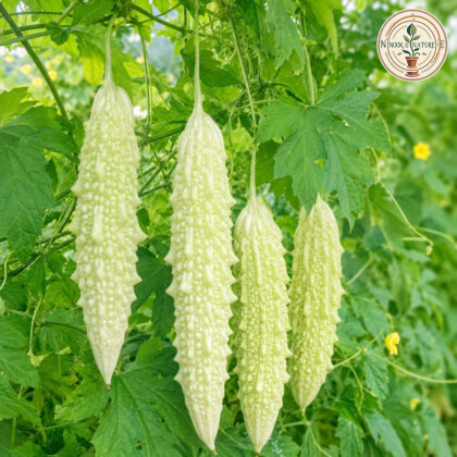 Bitter Gourd Bianco White Long - Nook & Nature