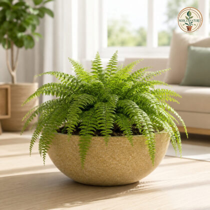 Bonsai Bowl Planter - Nook & Nature