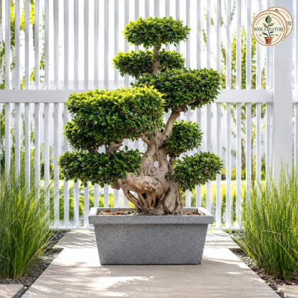 Bonsai R-70 Planter
