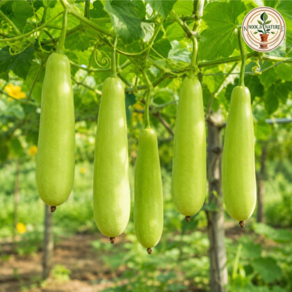 BOTTLE GOURD LONG HYBRID - Nook & Nature