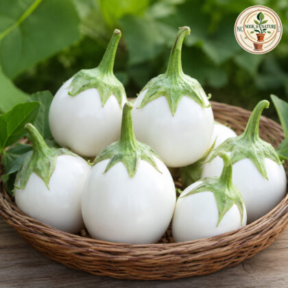 Brinjal Aveo Round - Nook & Nature
