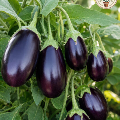 Brinjal Chu Chu - Nook & Nature