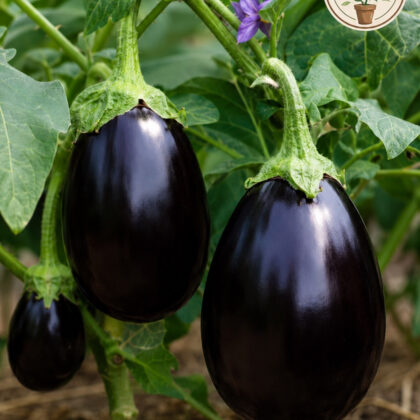 Brinjal Crypton Kranti - Nook & Nature