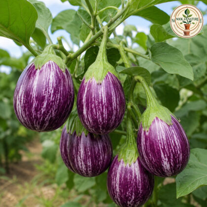 Brinjal CVK MK-124 - Nook & Nature