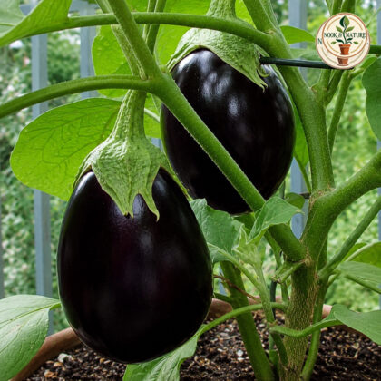 BRINJAL DARK PURPLE HYBRID - Nook & Nature