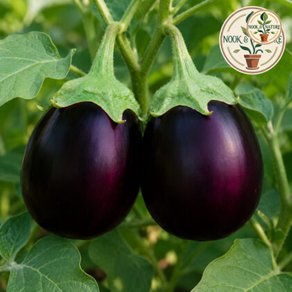 Brinjal Dipansh Black Round - Nook & Nature