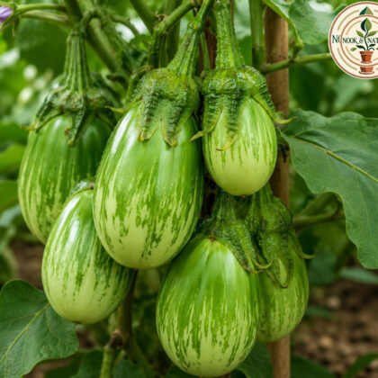 BRINJAL GREEN HYBRID SEEDS - Nook & Nature