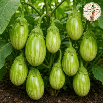 Brinjal Green OS-995 - Nook & Nature