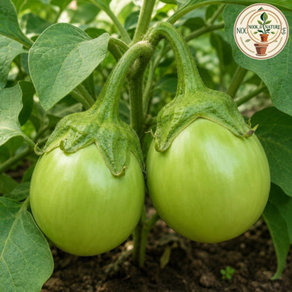Brinjal Green Round - Nook & Nature