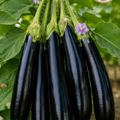 Brinjal Him Mani-412 - Nook & Nature