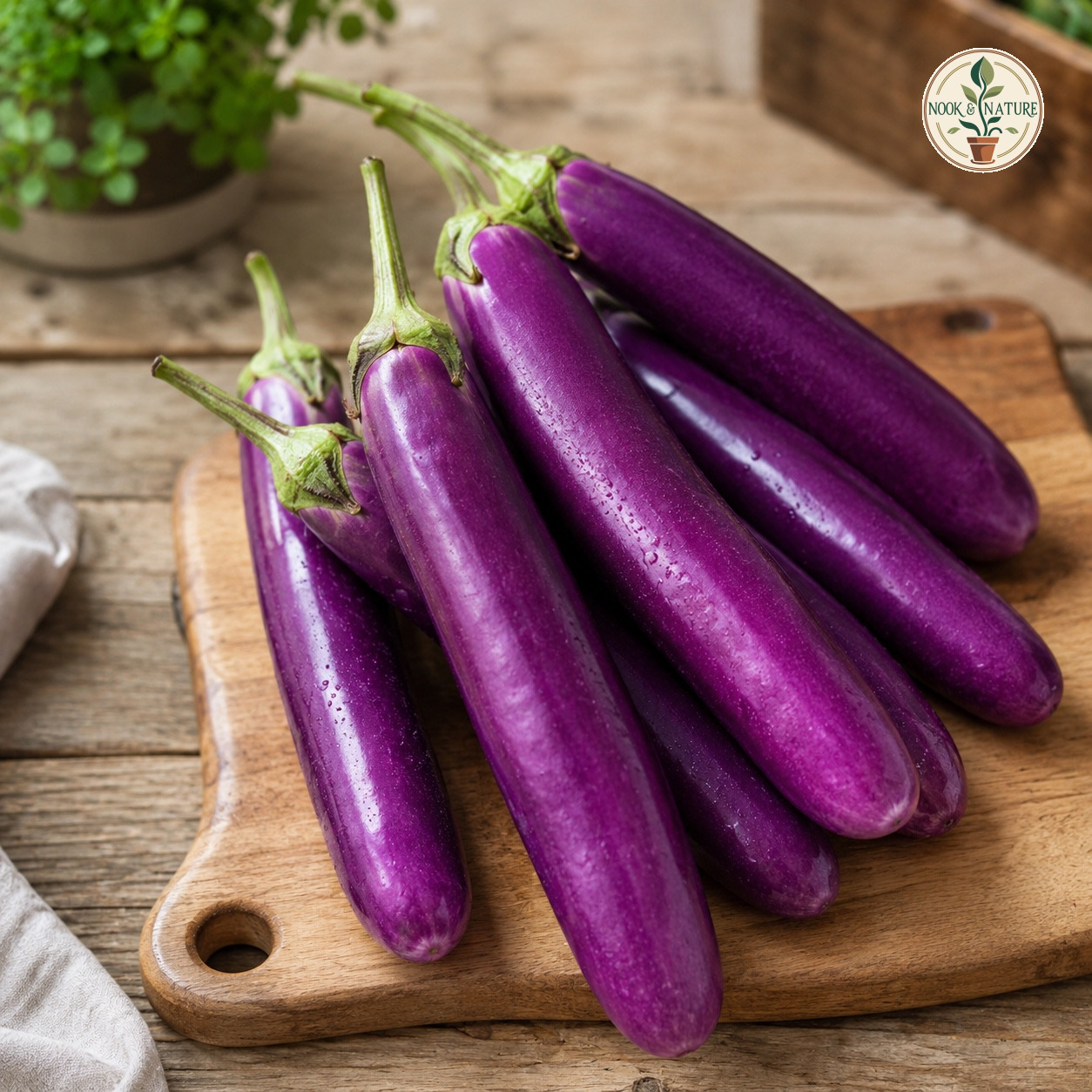 BRINJAL LONG - Nook & Nature