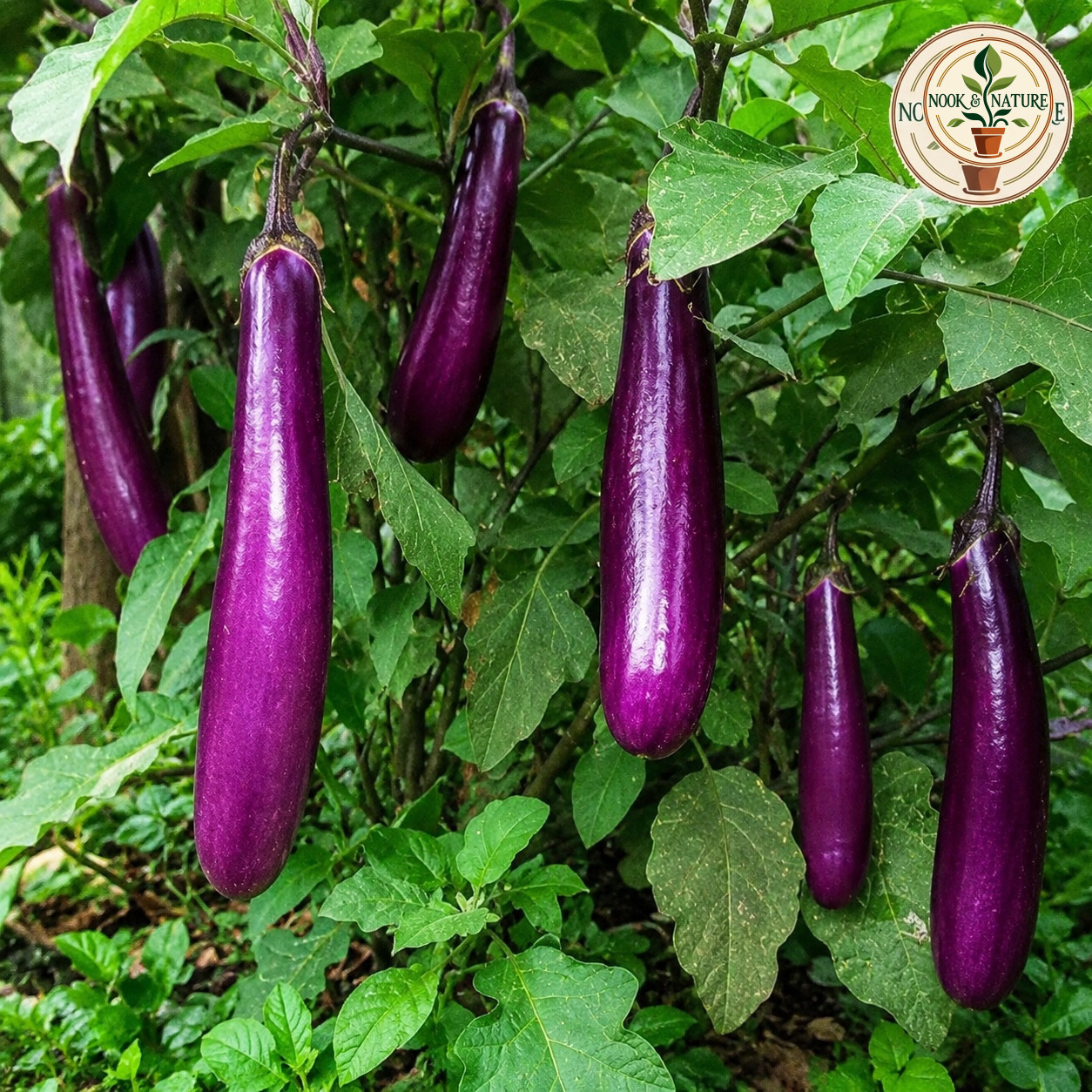 BRINJAL LONG - Nook & Nature