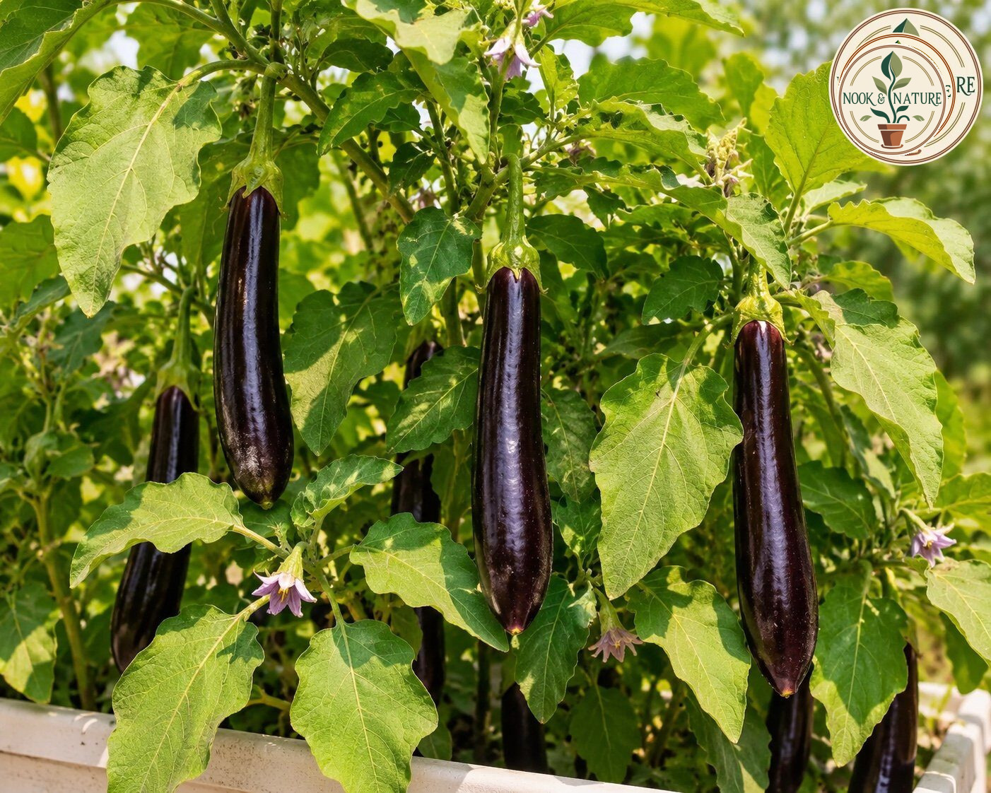 BRINJAL LONG PURPLE HYBRID - Nook & Nature