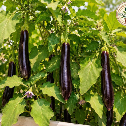 BRINJAL LONG PURPLE HYBRID - Nook & Nature