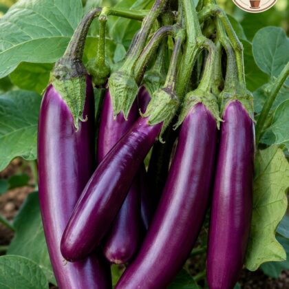 Brinjal Purple Long - Nook & Nature