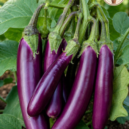 Brinjal Purple Long - Nook & Nature