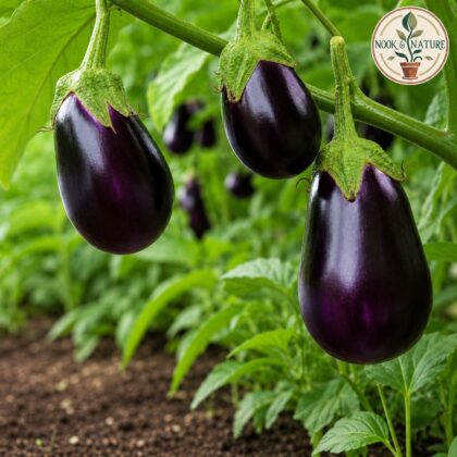 BRINJAL ROUND - Nook & Nature