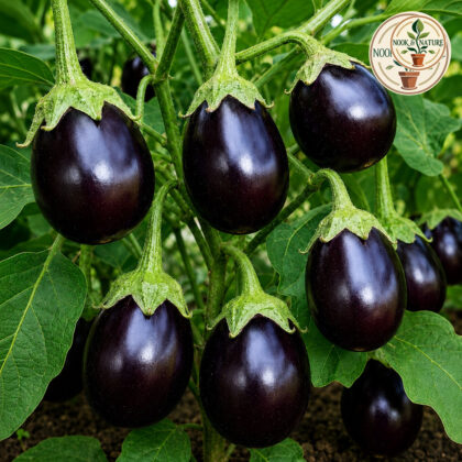 Brinjal Sona Babu - Nook & Nature