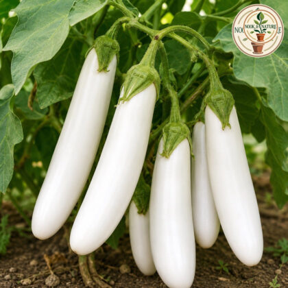 Brinjal White Long - Nook & Nature