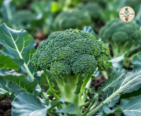 Broccoli Sprouting - Nook & Nature