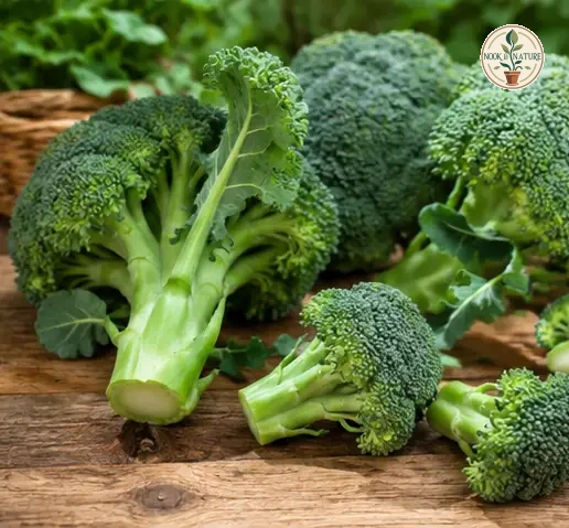 Broccoli Sprouting - Nook & Nature