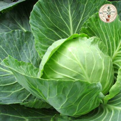 CABBAGE - Nook & Nature
