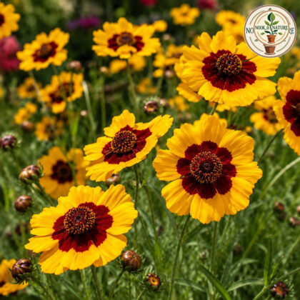 Calliopsis - Bicolor Tall Mixed (Tinctoria) Seeds