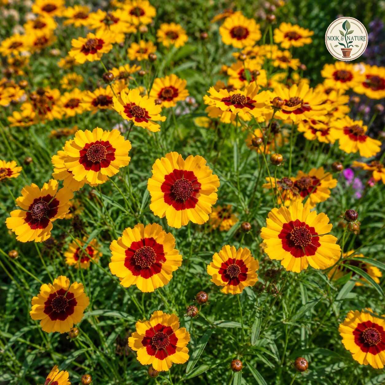 Calliopsis – Bicolor Tall Mixed (Tinctoria) Seeds - Nook & Nature