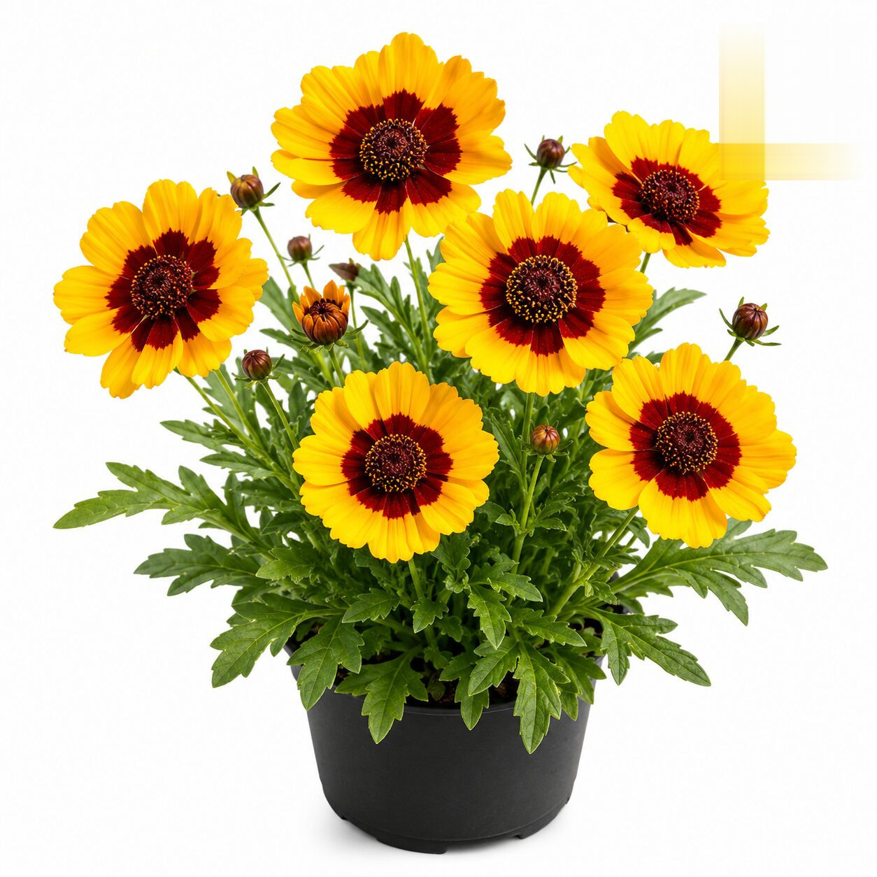 Calliopsis – Bicolor Tall Mixed (Tinctoria) Seeds - Nook & Nature