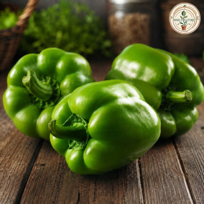 CAPSICUM GREEN - Nook & Nature