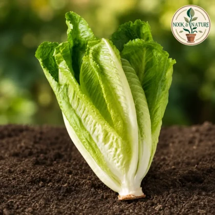 Lettuce Romain