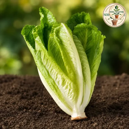 Lettuce Romain