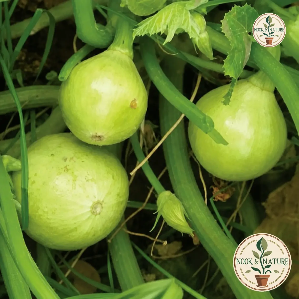 CHAPPAN KADU