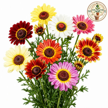 Chrysanthemum Carinatum Mix Flower Seeds - Nook & Nature