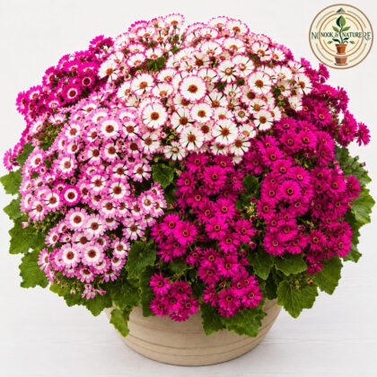 Cineraria - Mixed Flower Seeds