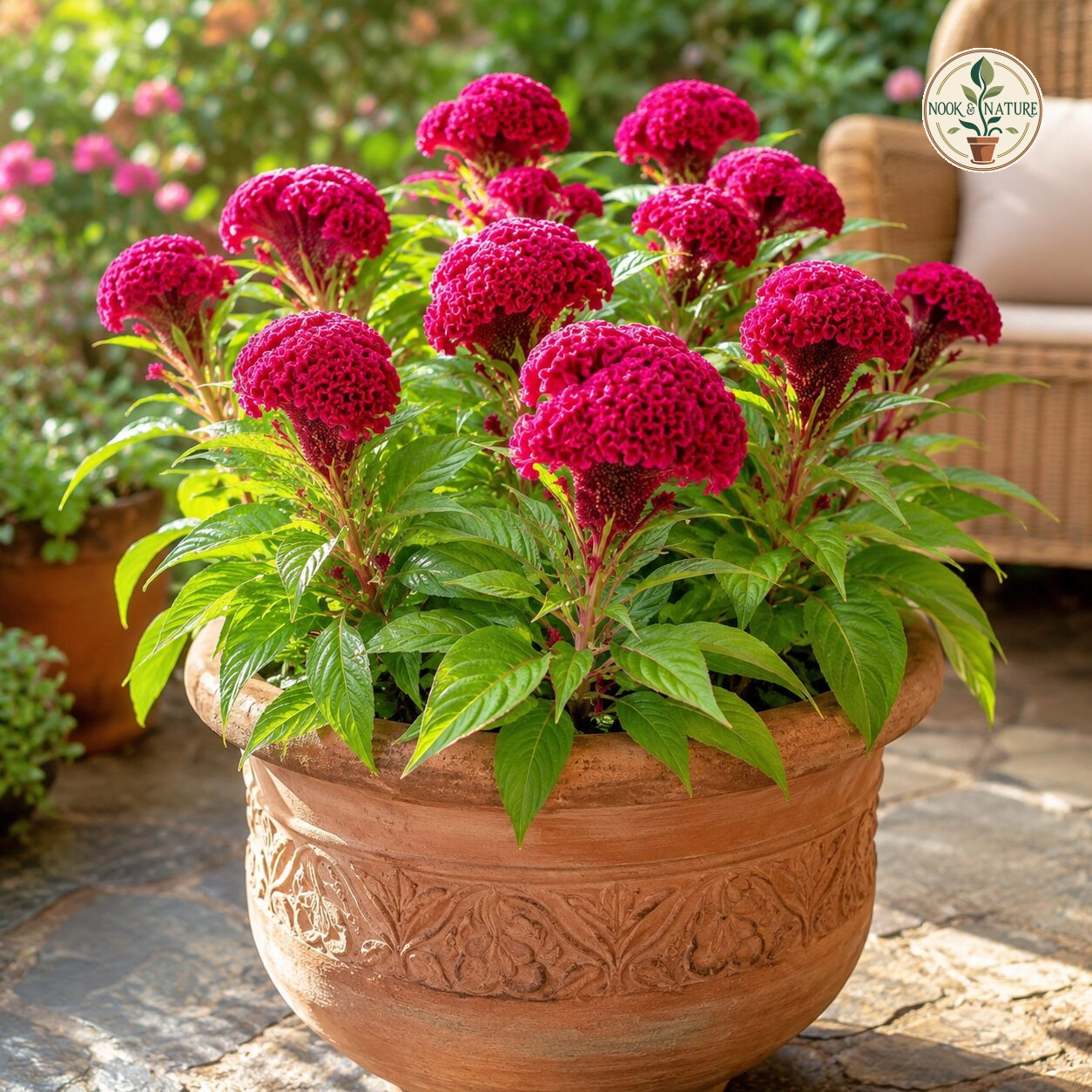 Cockscomb Flower Seeds - Nook & Nature