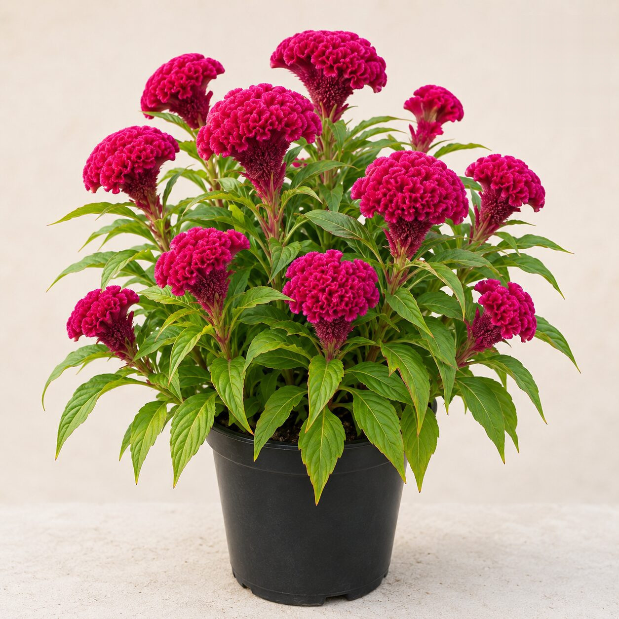 Cockscomb Flower Seeds - Nook & Nature