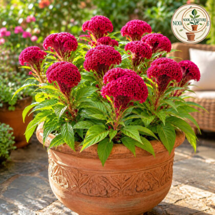 Cockscomb Flower Seeds